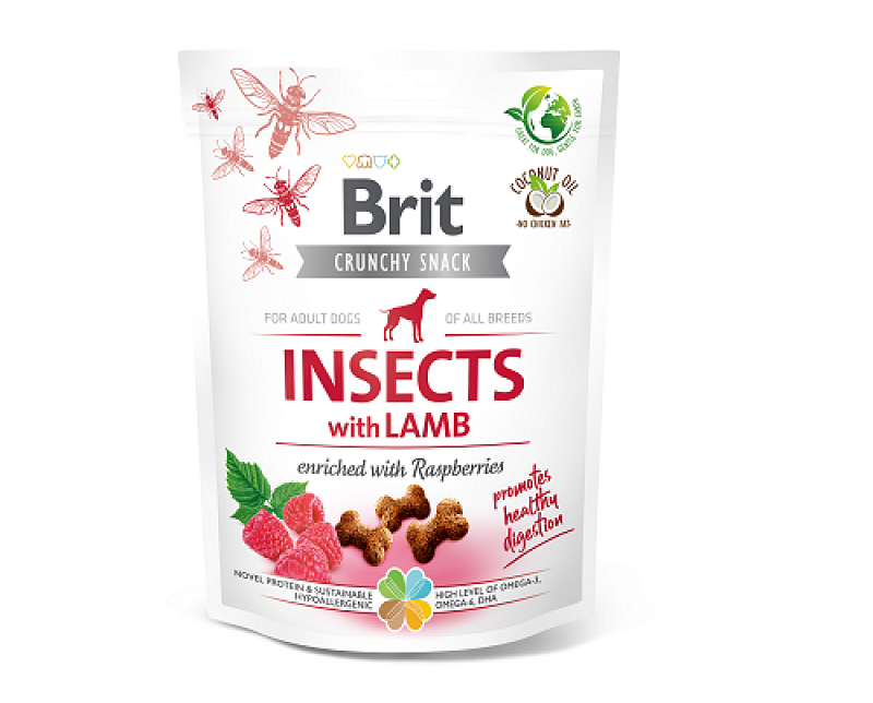 Snack Crunchy Cracker Insects 
