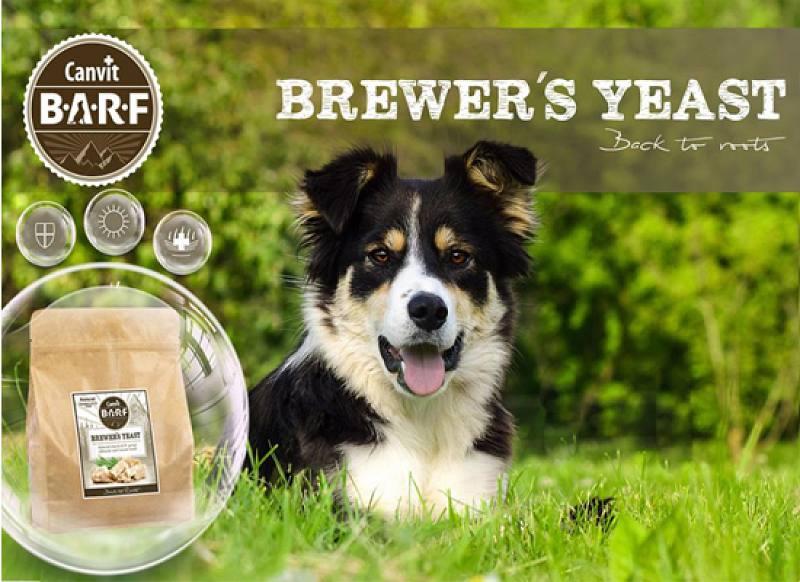 Brewer's yeast